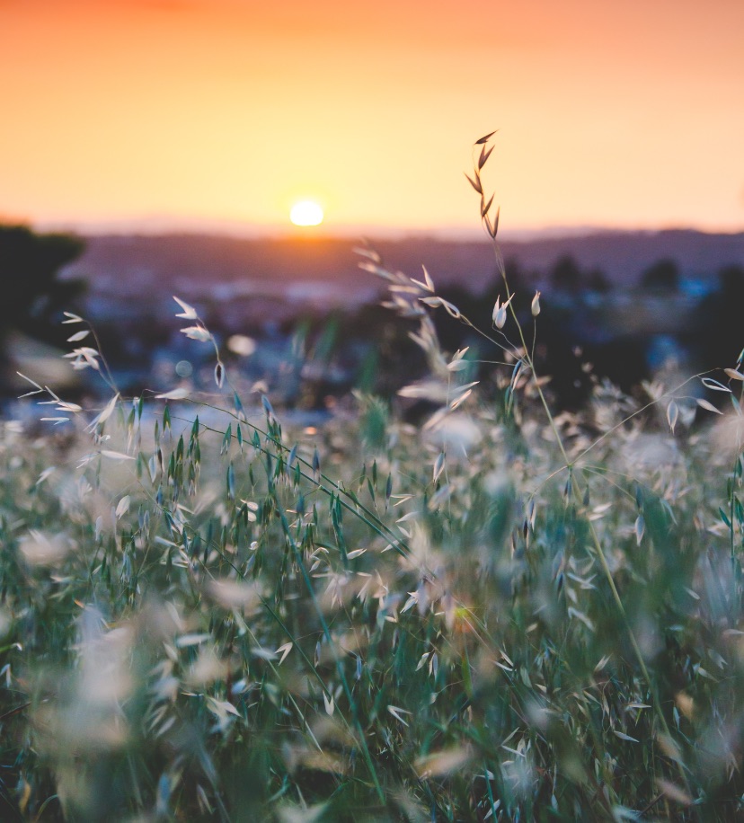 A field at sunset